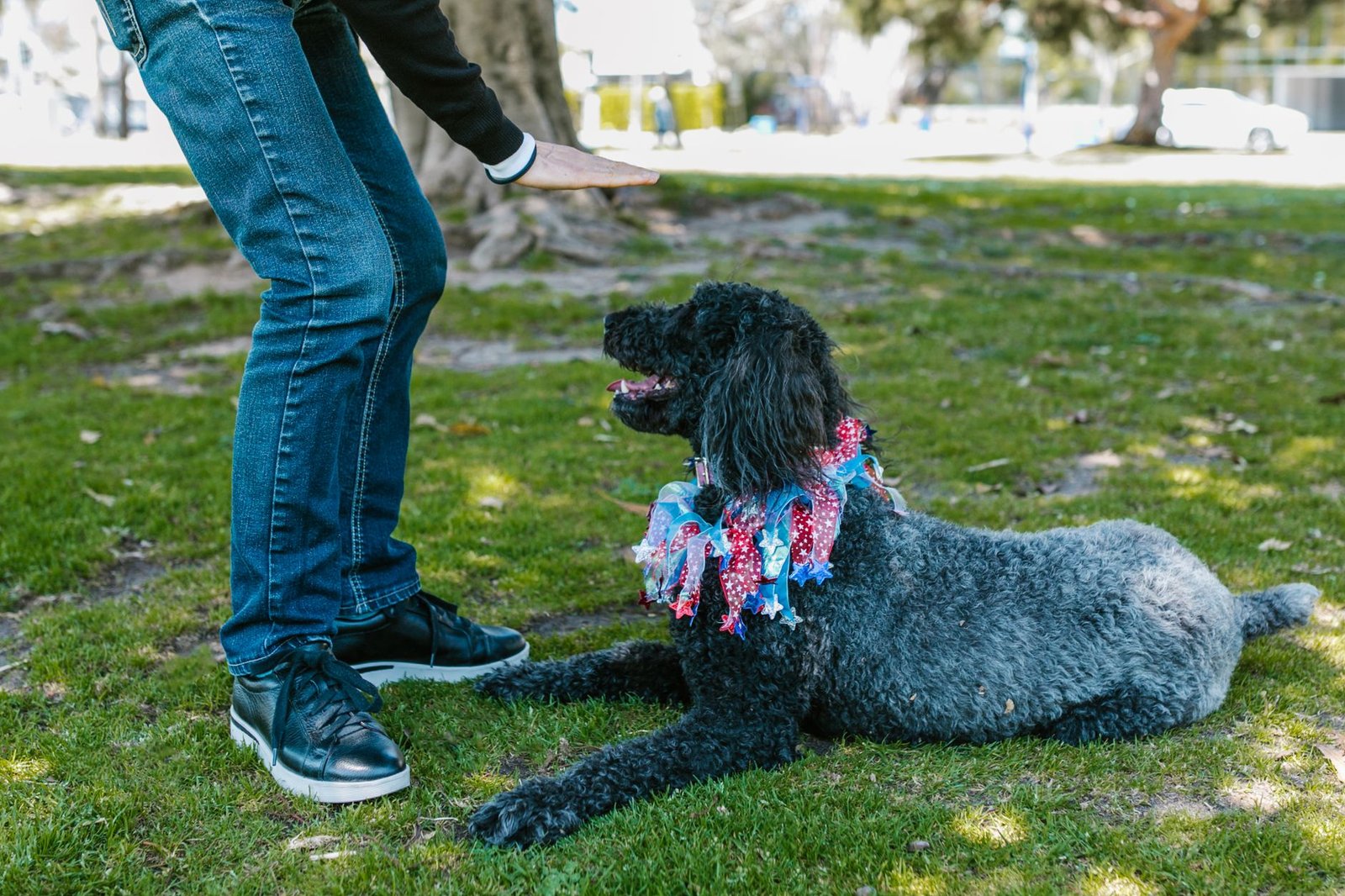 Persona adiestrando a su perro con correa en un parque