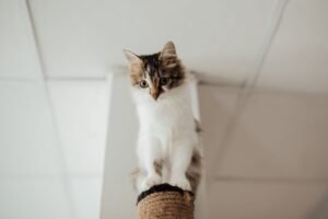 Gatito atigrado encaramado en un rascador