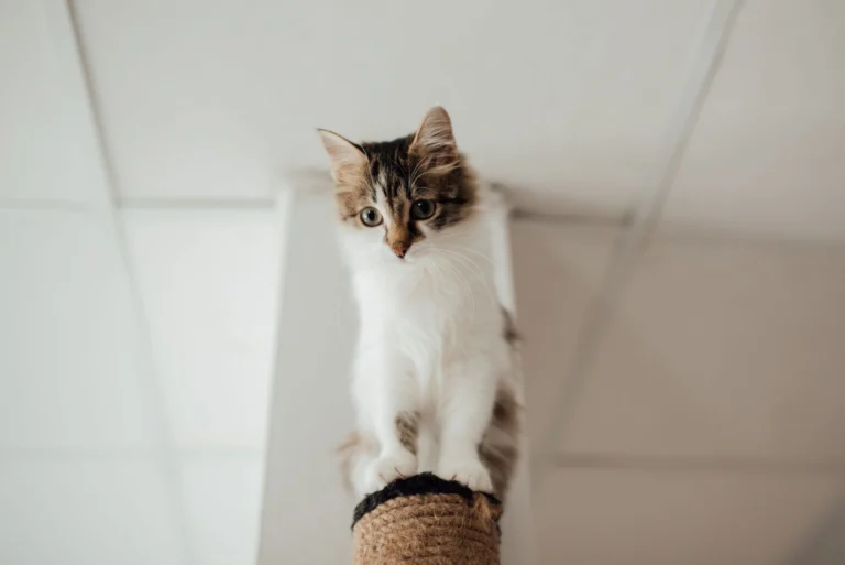 Gatito atigrado encaramado en un rascador
