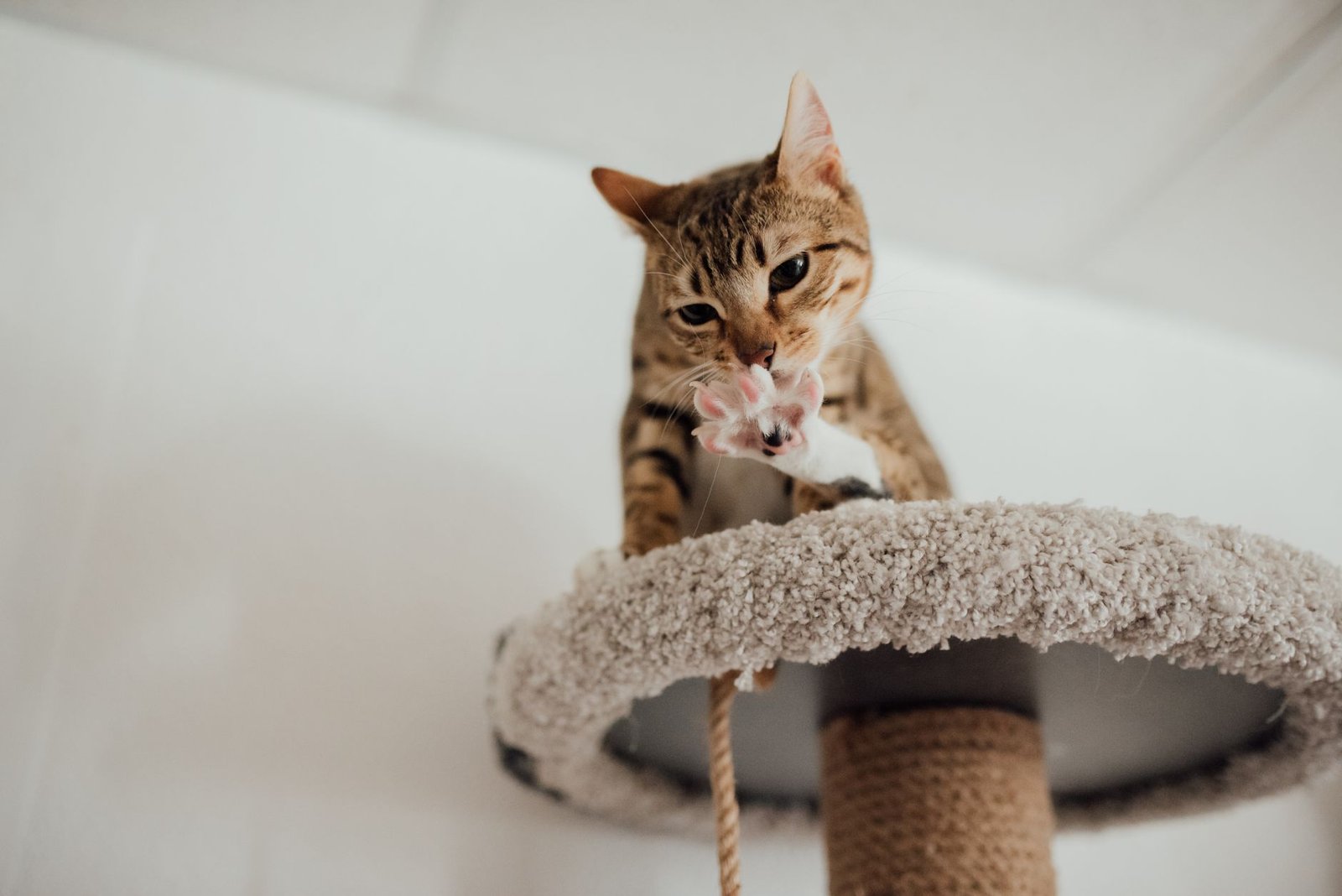 Gato atigrado jugando y arañando un rascador vertical en casa