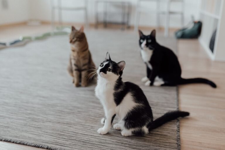 Tres gatos domésticos conviviendo en la misma casa