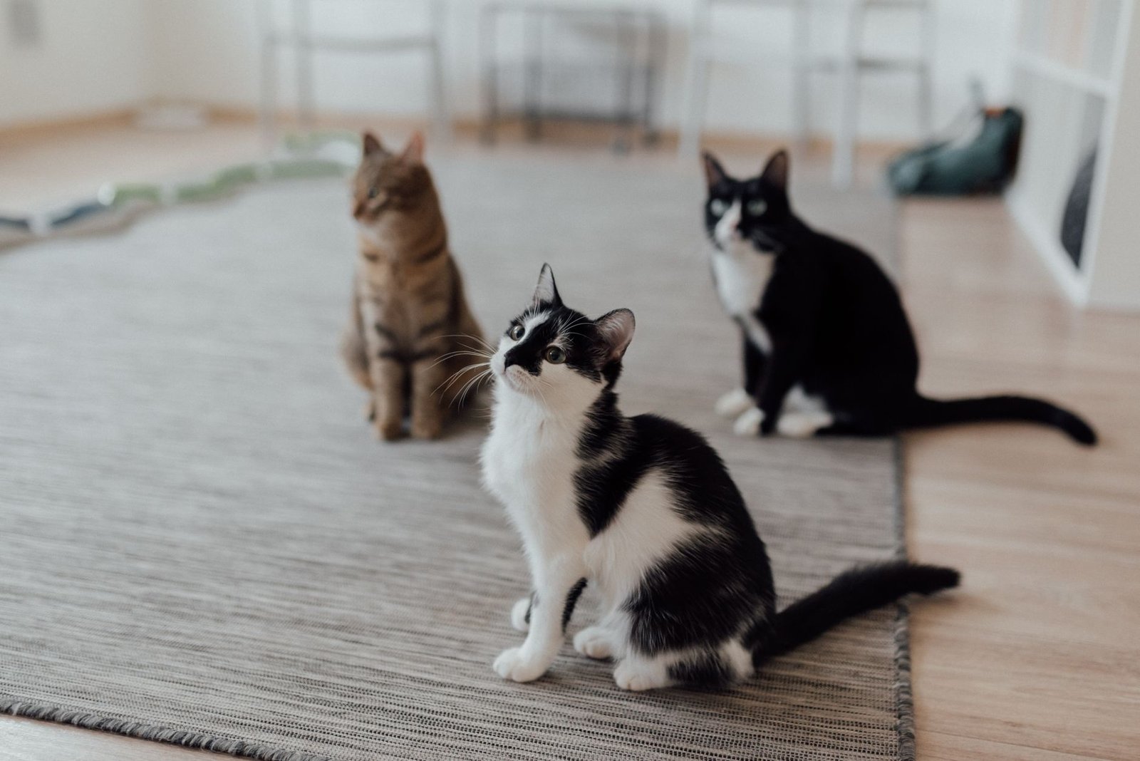 Tres gatos domésticos conviviendo en la misma casa
