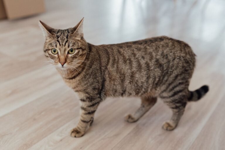 Gato atigrado de pie sobre el suelo de madera de una vivienda