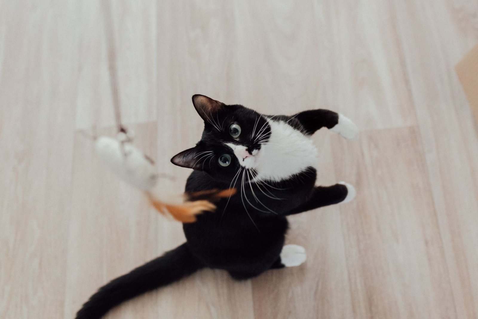 Gato blanco y negro jugando con un juguete de plumas sobre un suelo de madera