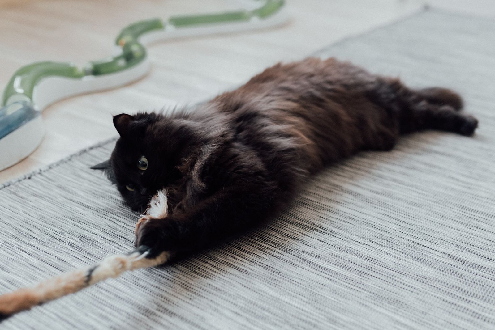 Gato jugando y recibiendo refuerzo positivo en casa