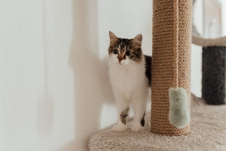 Gato junto a un rascador de cuerda en un salón acogedor