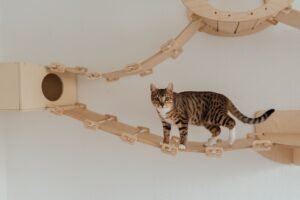 Gato atigrado explorando una estructura de madera para trepar en un salón