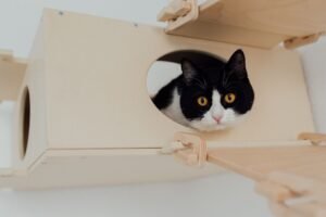 Gato blanco y negro asomando la cabeza desde el interior de una caja, como en un arenero de entrada superior