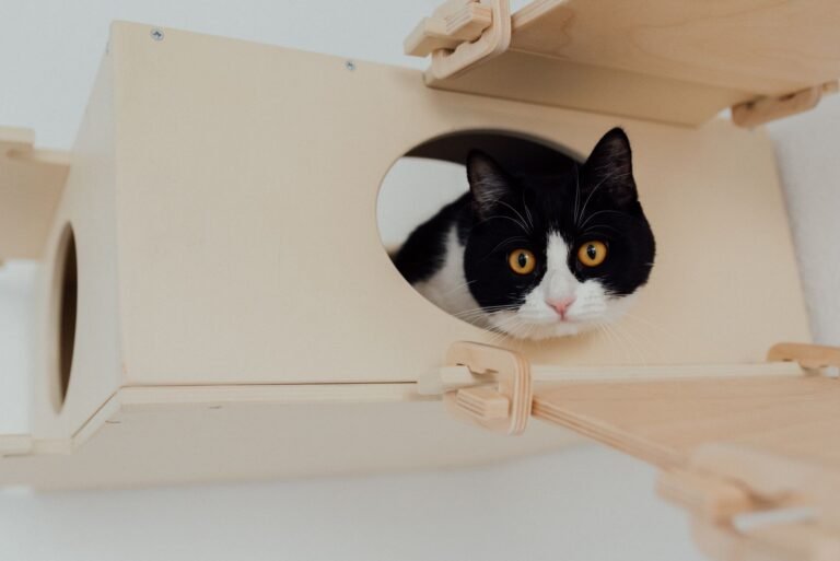 Gato blanco y negro asomando la cabeza desde el interior de una caja, como en un arenero de entrada superior
