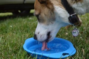 Perro bebiendo agua de un cuenco en el jardín