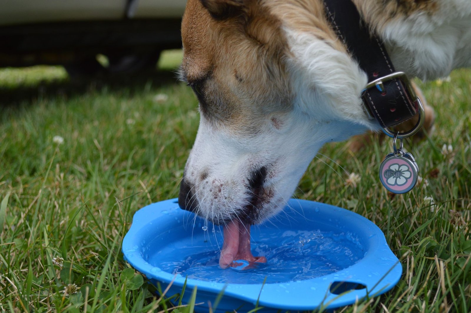 Perro bebiendo agua de un cuenco en el jardín