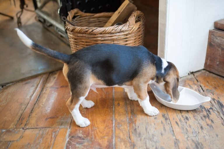 Cachorro comiendo de su comedero en casa