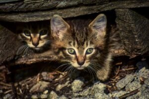 Dos gatitos asomando desde un escondite de madera, similar a una cueva o iglú para gatos