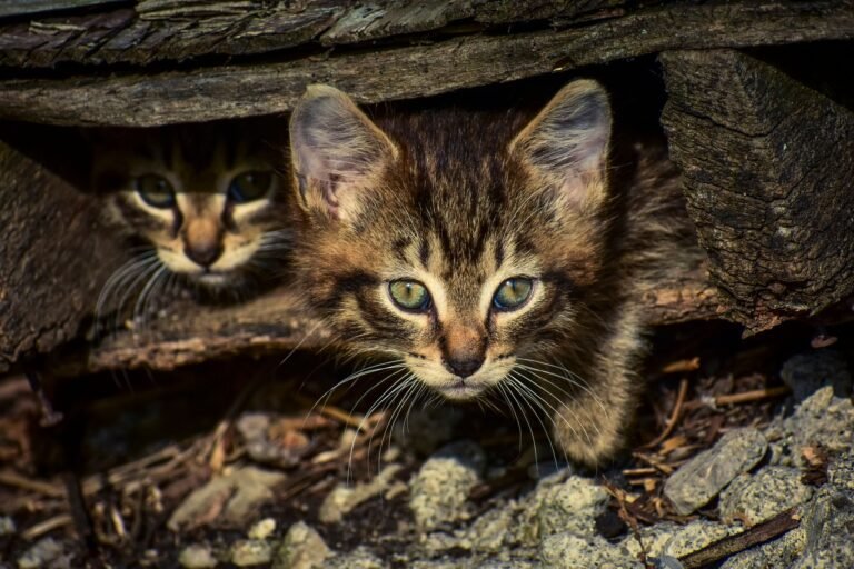 Dos gatitos asomando desde un escondite de madera, similar a una cueva o iglú para gatos