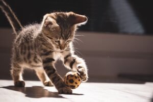 Gatito atigrado jugando con una pelota en interior