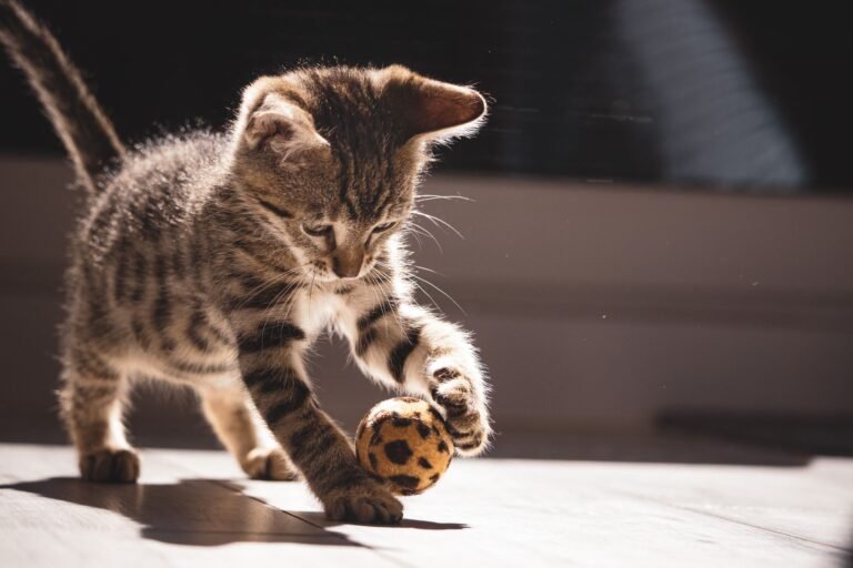Gatito atigrado jugando con una pelota en interior