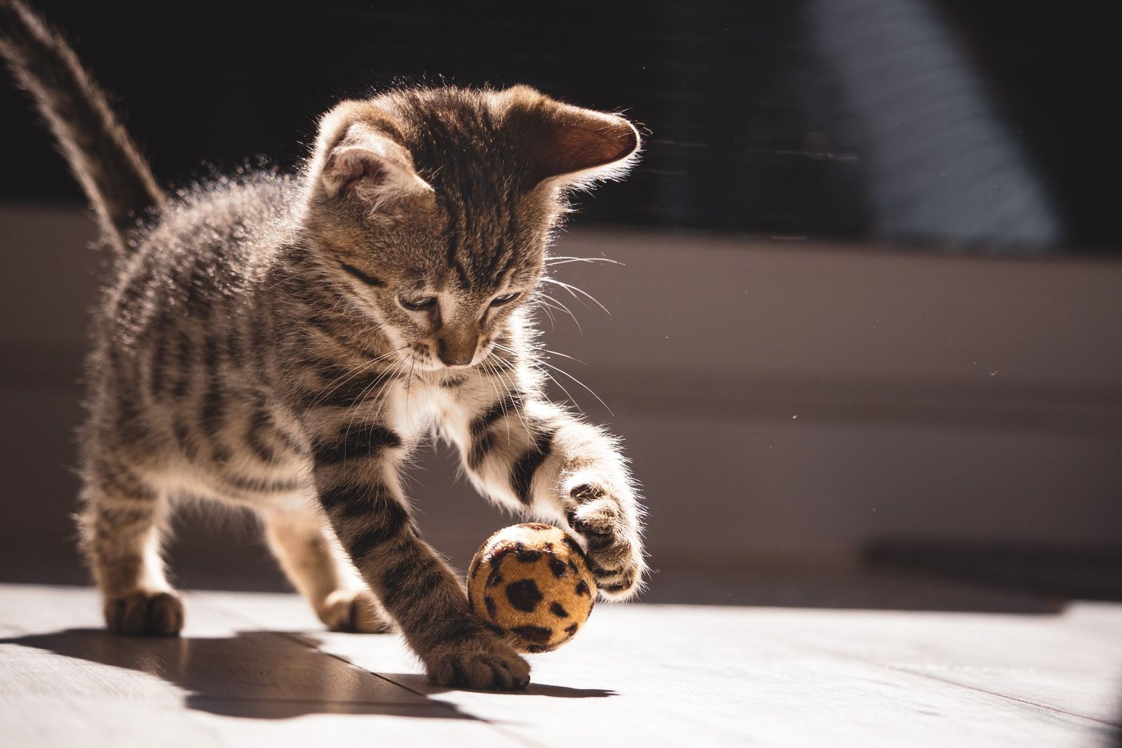Gatito atigrado jugando con una pelota en interior