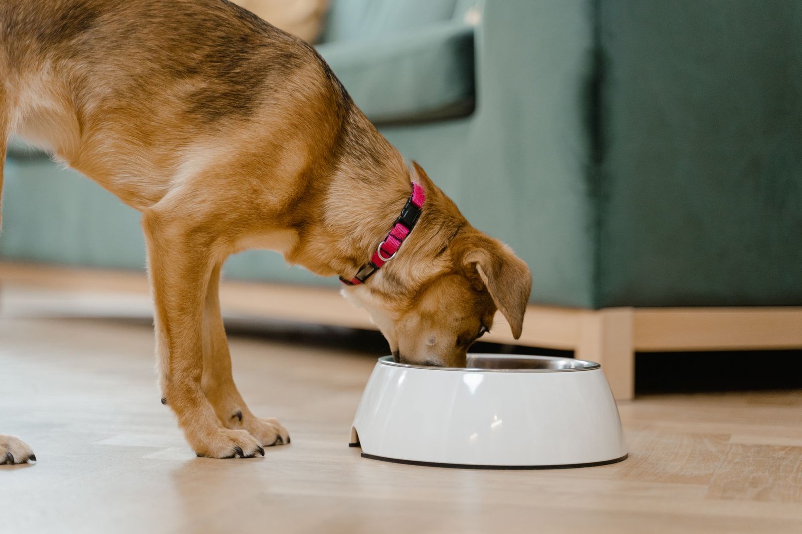 Perro comiendo desde un comedero elevado en casa