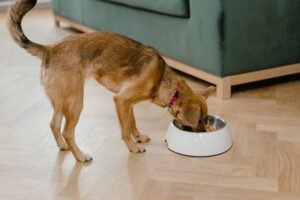 Perro pequeño comiendo despacio de su comedero en casa