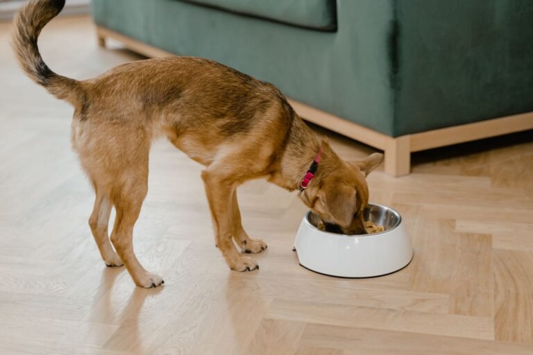 Perro pequeño comiendo despacio de su comedero en casa