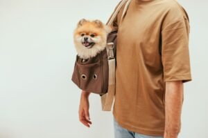 Pomerania dentro de una bolsa de transporte para perro pequeño