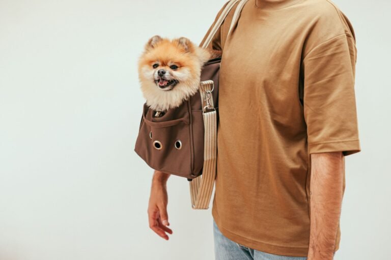 Pomerania dentro de una bolsa de transporte para perro pequeño