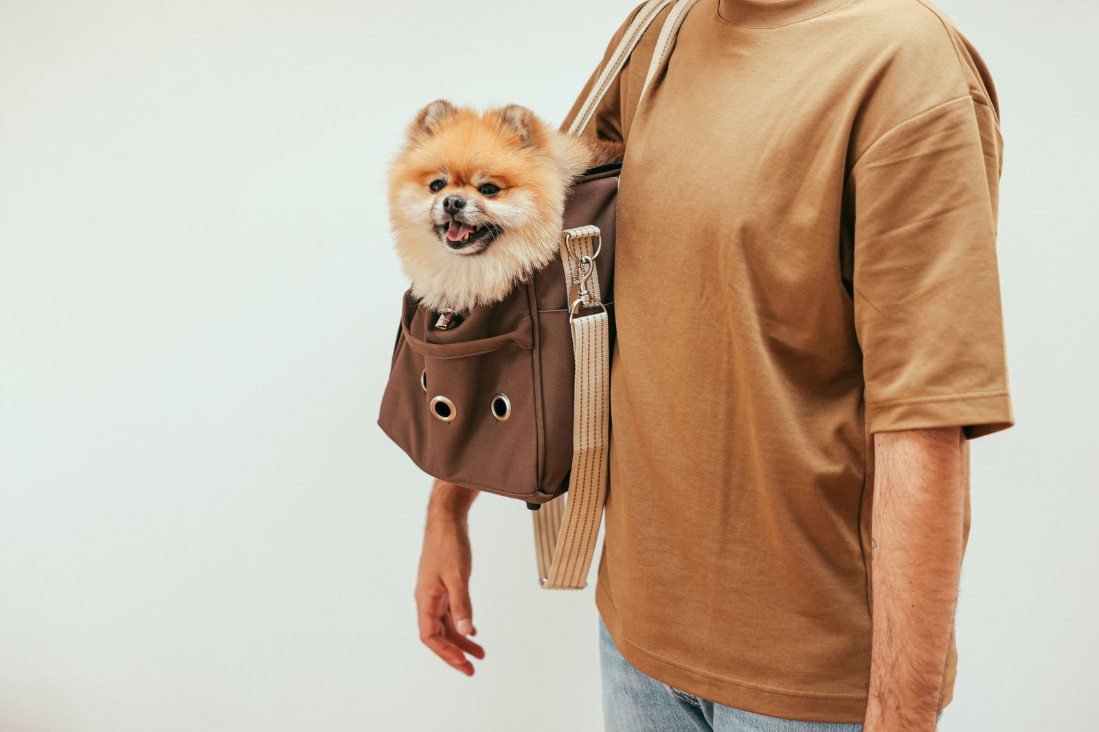 Pomerania dentro de una bolsa de transporte para perro pequeño