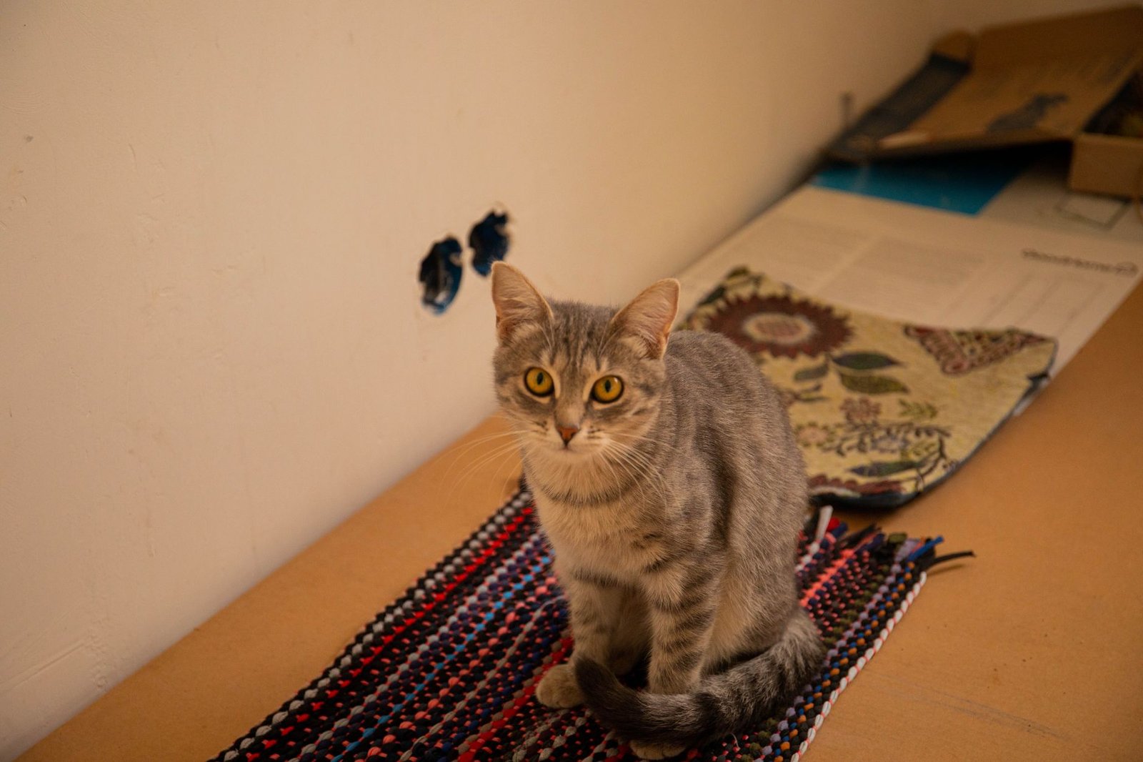 Gato tranquilo sobre una alfombra en un rincón silencioso de la casa