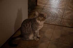 Gato gris mirando fijamente sobre un suelo de baldosa