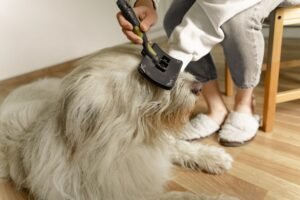 Cepillado deslanador de un perro de pelaje abundante