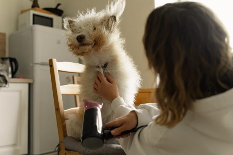 Persona secando el pelo de un perro esponjoso con un secador