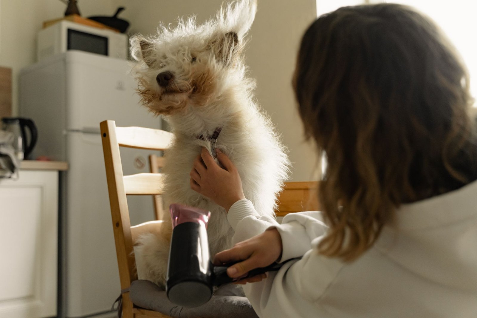 Persona secando el pelo de un perro esponjoso con un secador