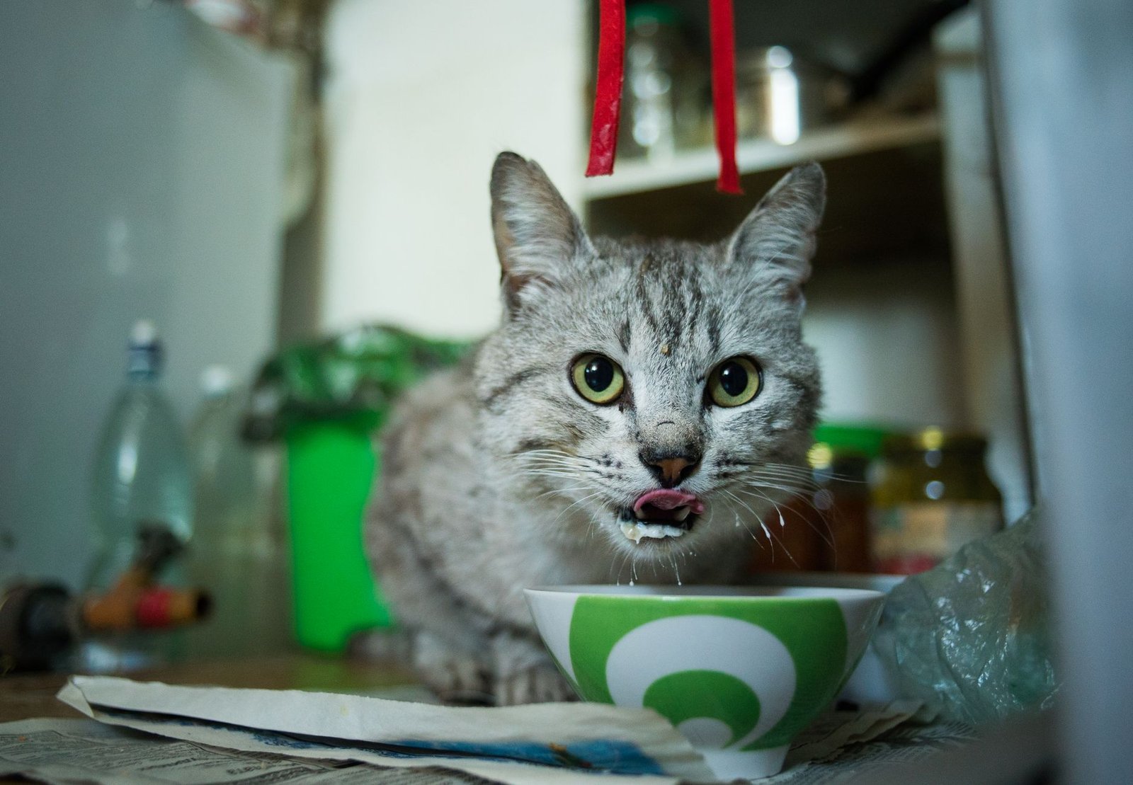 Gato comiendo de un cuenco de cerámica en el interior de una casa