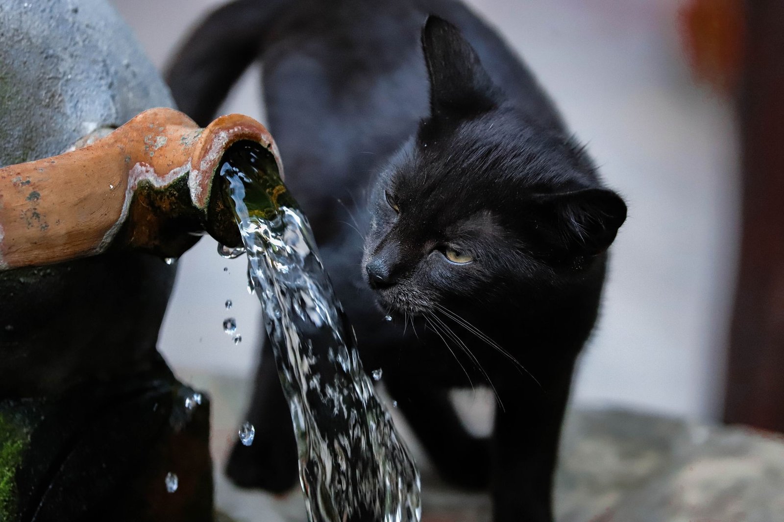 Gato bebiendo agua de una fuente de piedra