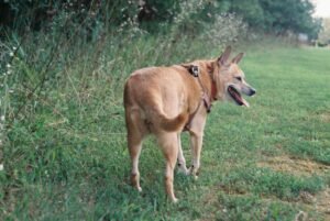 Perro paseando con correa en un campo abierto de hierba