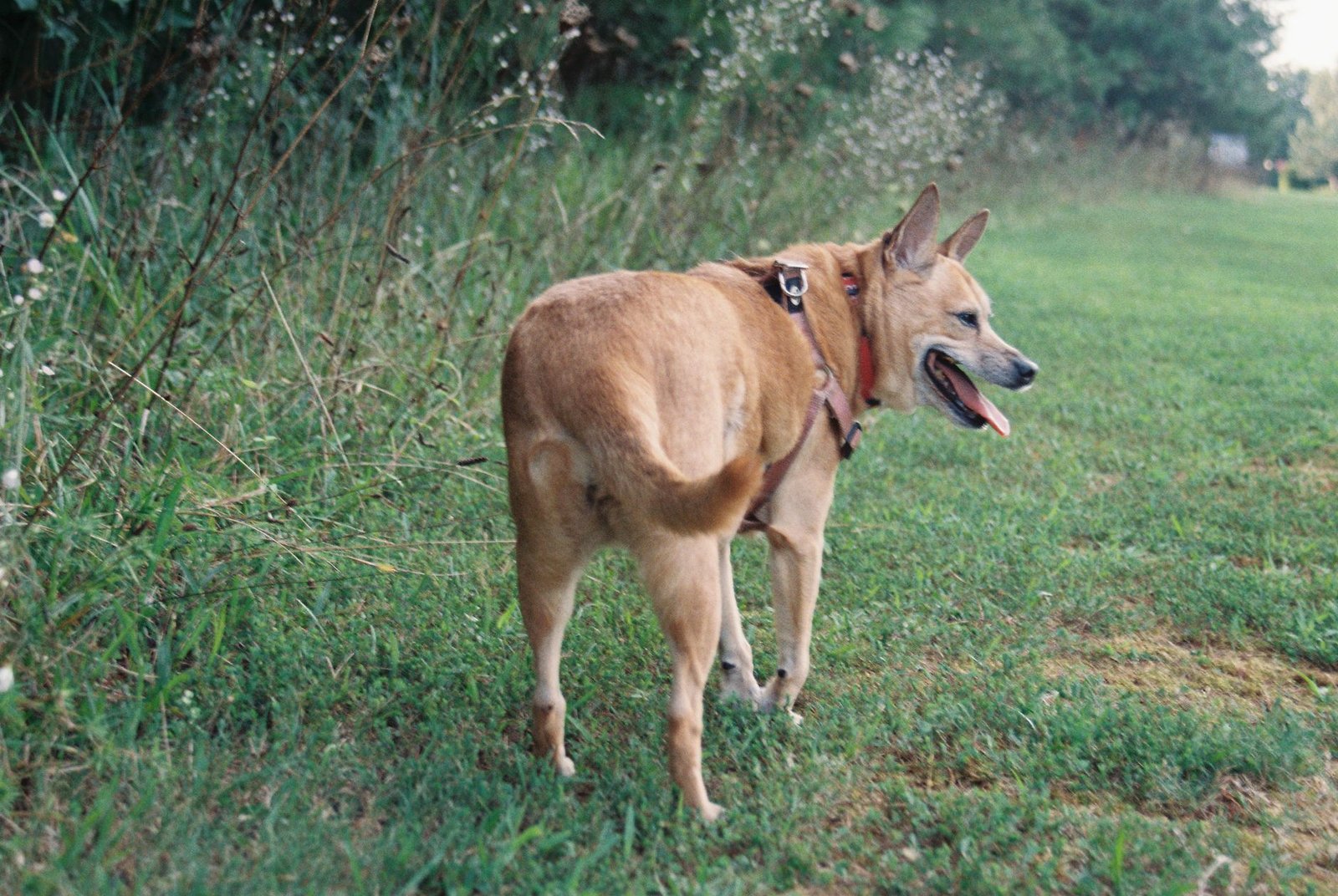 Perro paseando con correa en un campo abierto de hierba