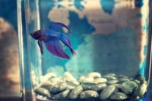 Betta en un acuario pequeño mantenido con filtro nano