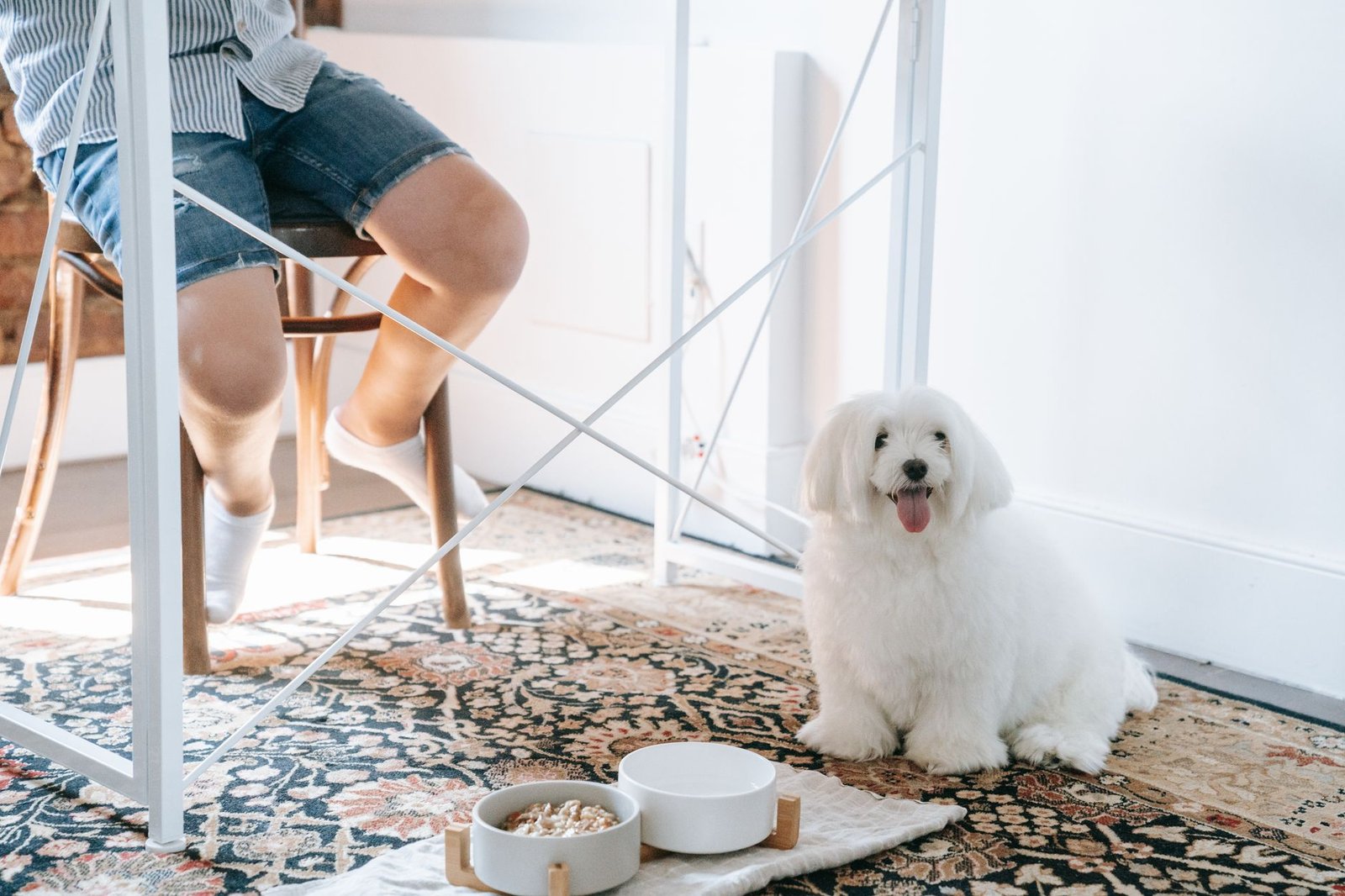 Perro sentado junto a sus comederos en casa