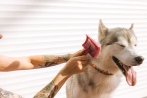 Husky siberiano siendo cepillado con un cepillo de aseo