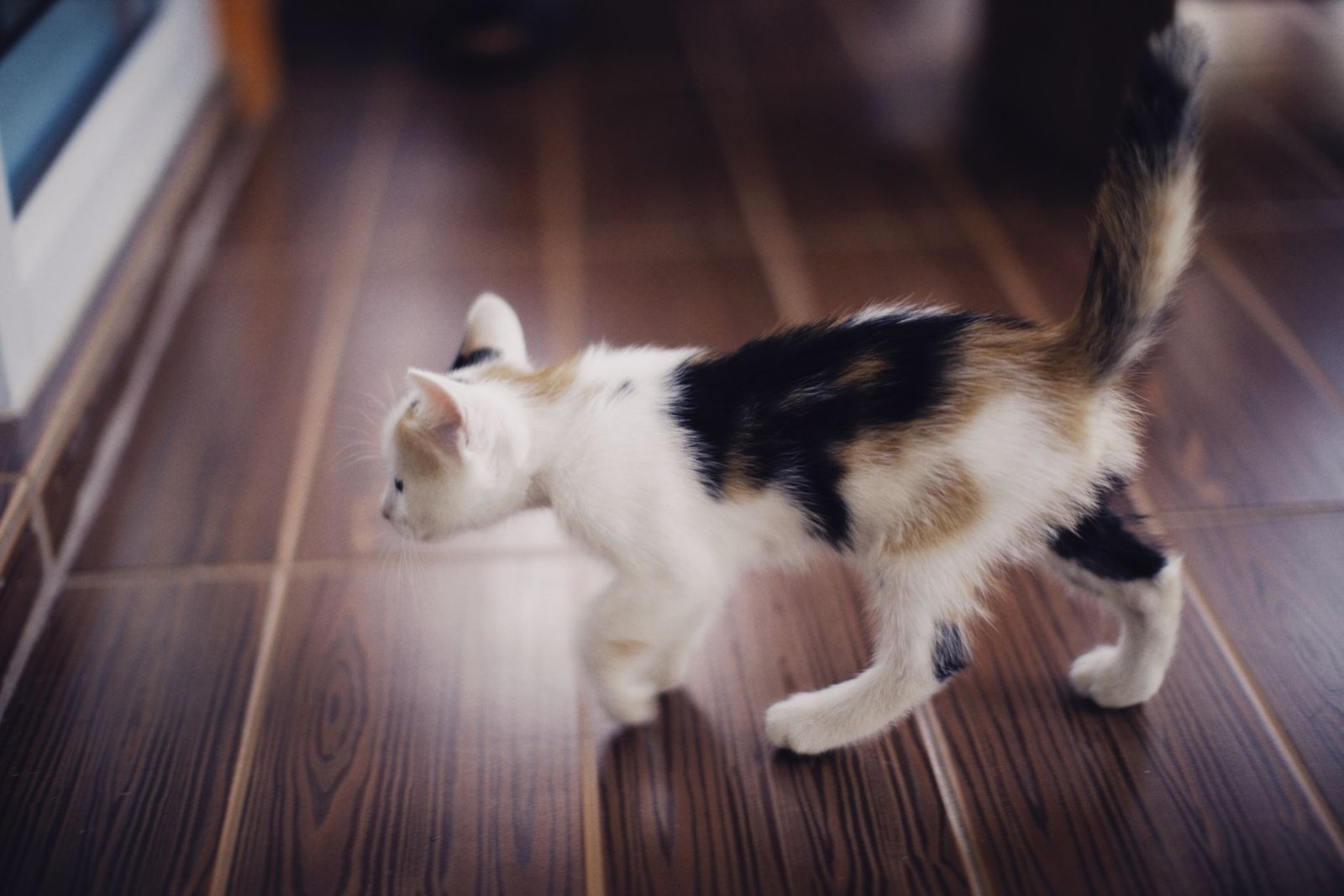 Gatito calicó caminando por el suelo de madera de una vivienda