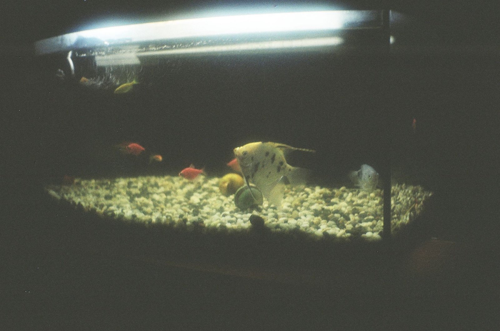 Acuario tranquilo con peces angel y luz tenue