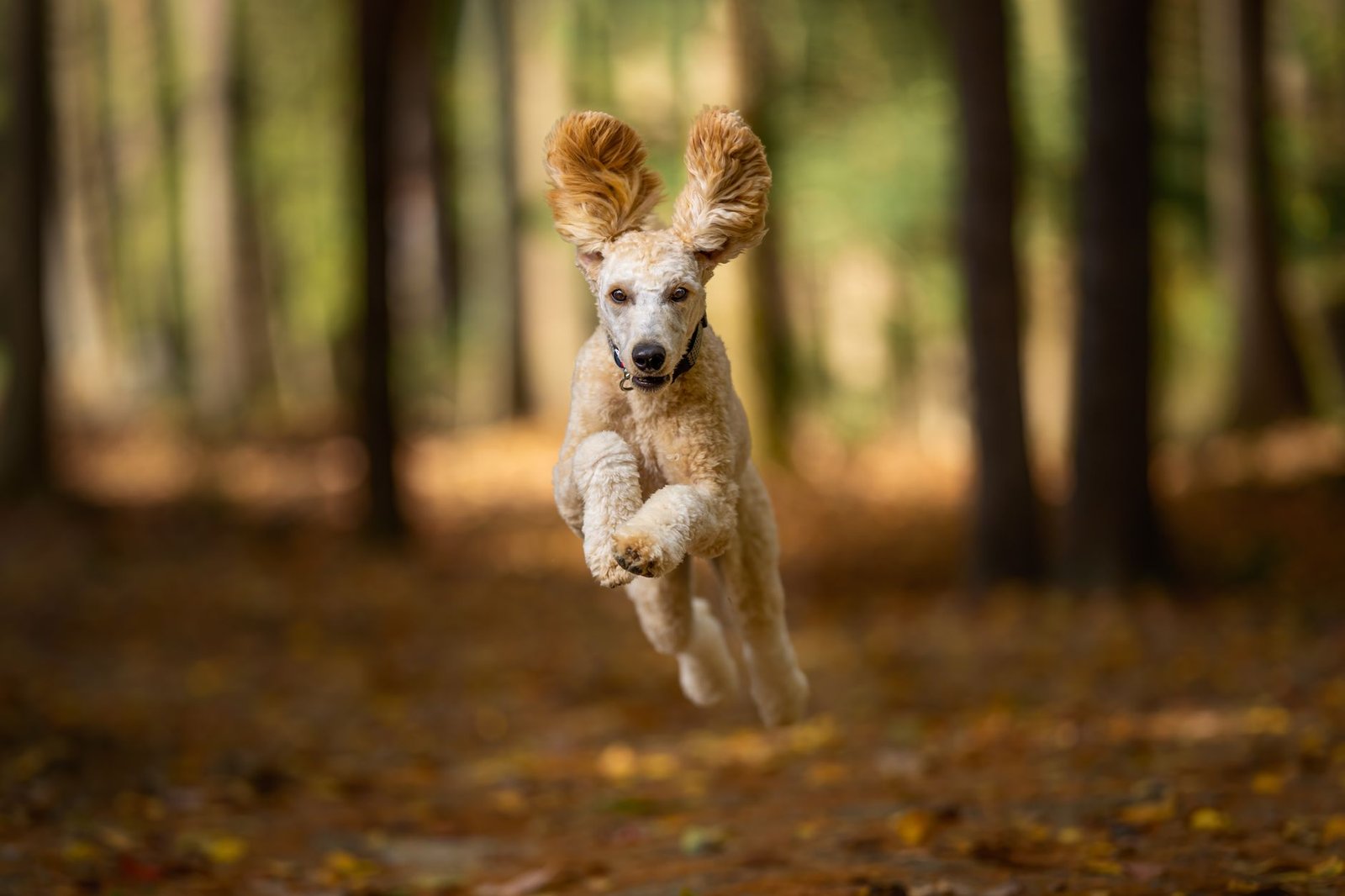 Perro corriendo entre árboles en un sendero de bosque