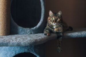 Gato atigrado descansando en la plataforma alta de un árbol rascador