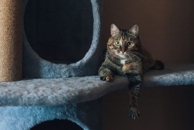 Gato atigrado descansando en la plataforma alta de un árbol rascador