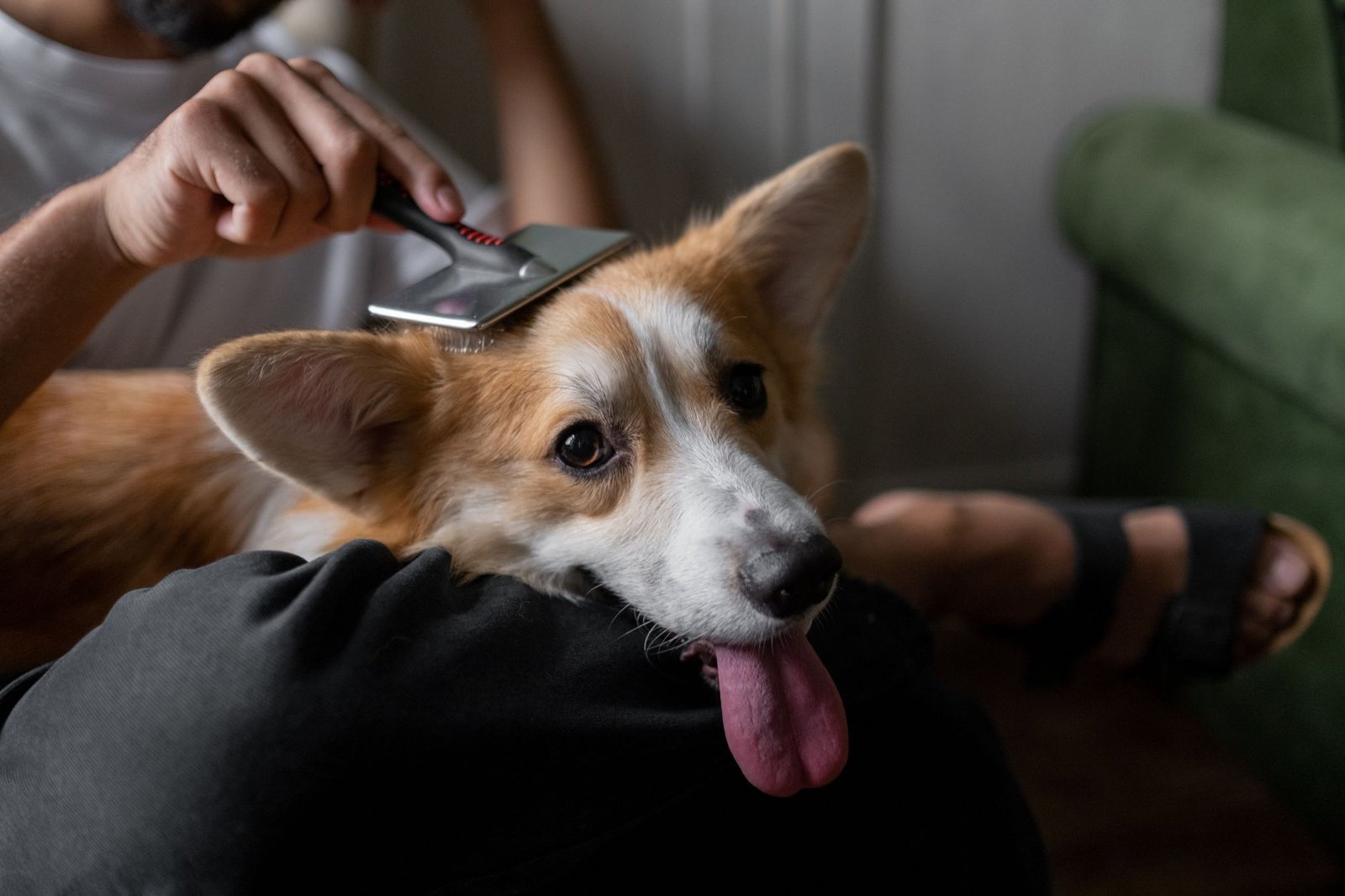 Hombre cepillando con suavidad a un perro Corgi de pelo corto en interior