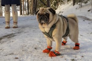 Perro paseando con botines de invierno en la nieve