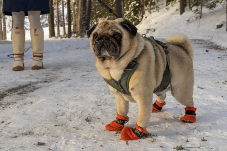 Perro paseando con botines de invierno en la nieve