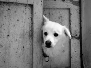 Perro asomándose por una puerta de madera rústica