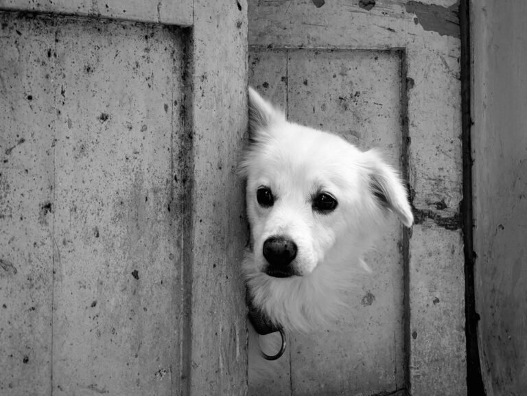 Perro asomándose por una puerta de madera rústica