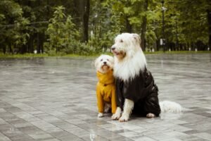 Dos perros con impermeable sentados en una plaza mojada por la lluvia